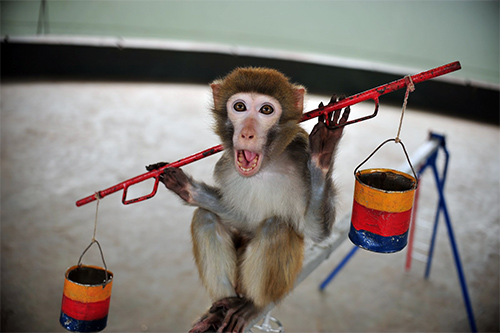 Năm Thân gặp người huấn luyện xiếc khỉ - 10