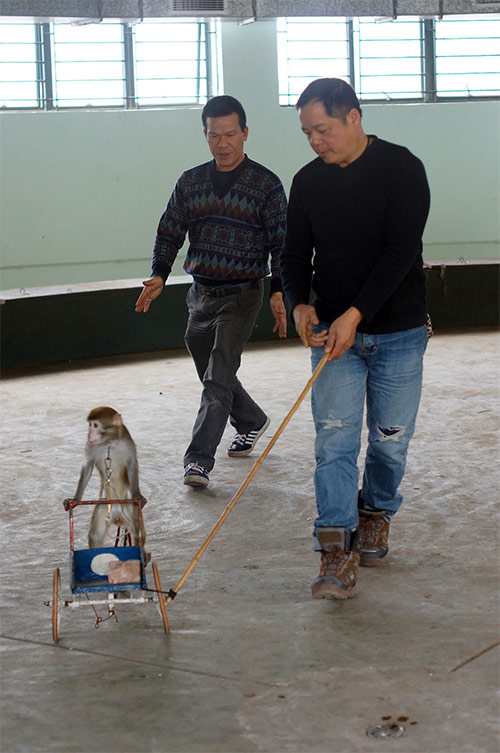 Năm Thân gặp người huấn luyện xiếc khỉ - 3