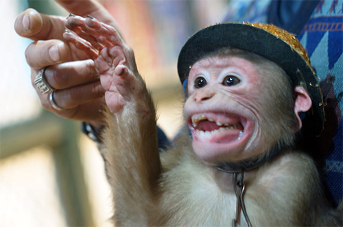 Năm Thân gặp người huấn luyện xiếc khỉ - 5