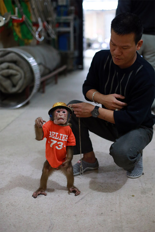 Năm Thân gặp người huấn luyện xiếc khỉ - 6