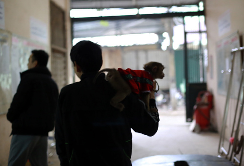 Năm Thân gặp người huấn luyện xiếc khỉ - 4