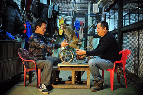 Năm Thân gặp người huấn luyện xiếc khỉ - 1