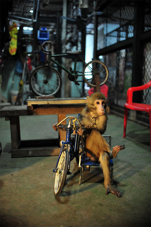 Năm Thân gặp người huấn luyện xiếc khỉ - 9