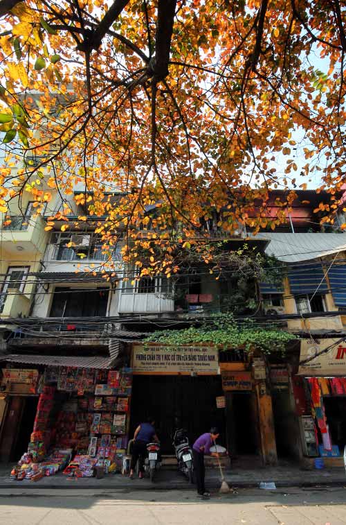 Hà Nội đẹp lạ mùa cây đỏ lá - 10