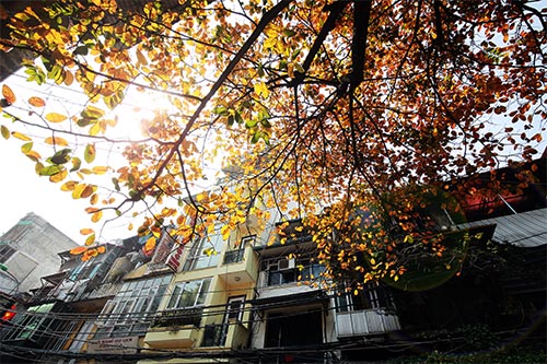 Hà Nội đẹp lạ mùa cây đỏ lá - 8