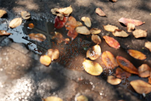 Hà Nội đẹp lạ mùa cây đỏ lá - 11