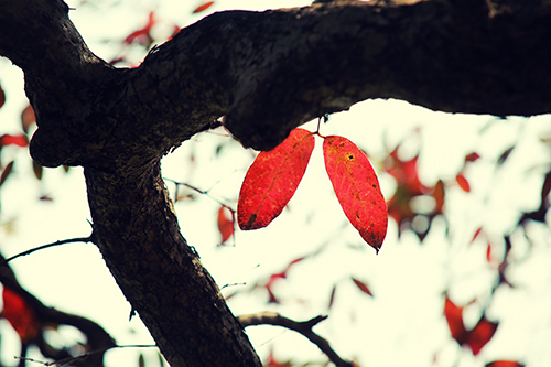 Hà Nội đẹp lạ mùa cây đỏ lá - 12