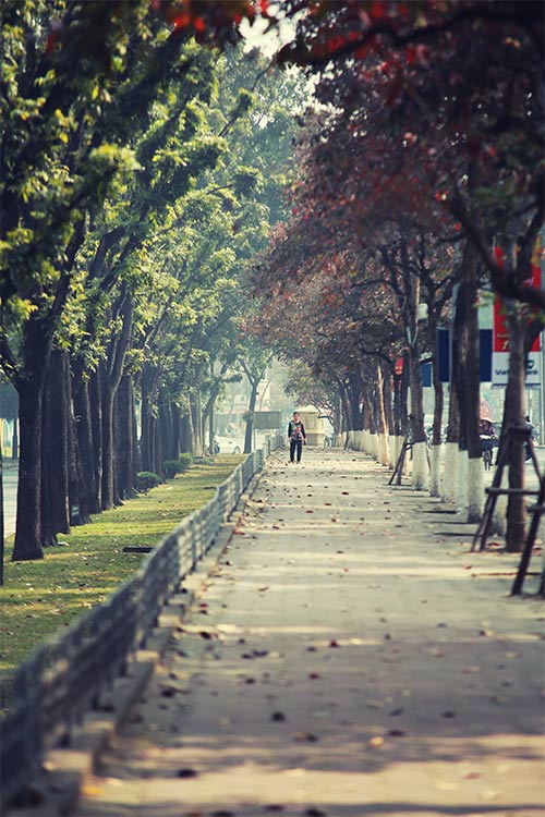 Hà Nội đẹp lạ mùa cây đỏ lá - 1