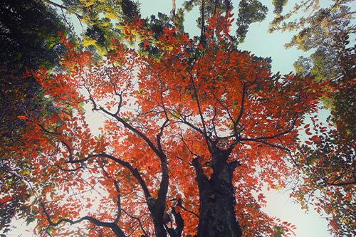 Hà Nội đẹp lạ mùa cây đỏ lá - 3