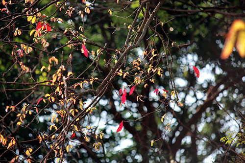 Hà Nội đẹp lạ mùa cây đỏ lá - 6