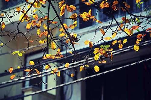 Hà Nội đẹp lạ mùa cây đỏ lá - 7