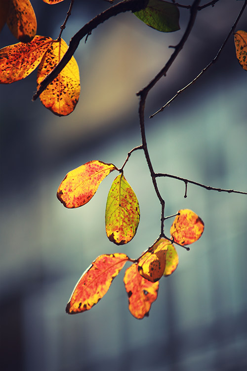 Hà Nội đẹp lạ mùa cây đỏ lá - 9