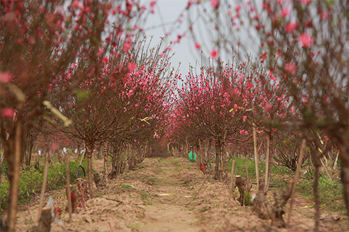 Đào Nhật Tân nở muộn, người trồng xót xa cắt bỏ - 1