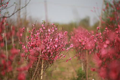 Đào Nhật Tân nở muộn, người trồng xót xa cắt bỏ - 5