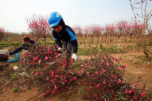 Đào Nhật Tân nở muộn, người trồng xót xa cắt bỏ - 13