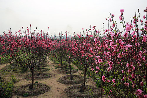 Đào Nhật Tân nở muộn, người trồng xót xa cắt bỏ - 2