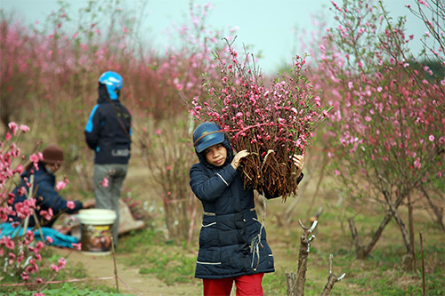 Đào Nhật Tân nở muộn, người trồng xót xa cắt bỏ - 14