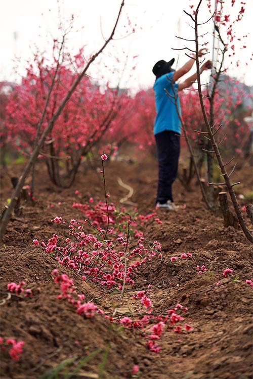 Đào Nhật Tân nở muộn, người trồng xót xa cắt bỏ - 8