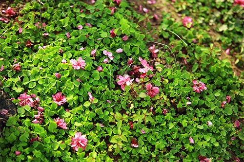 Đào Nhật Tân nở muộn, người trồng xót xa cắt bỏ - 10