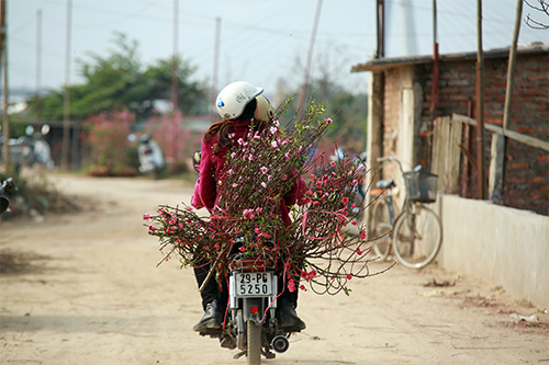 Đào Nhật Tân nở muộn, người trồng xót xa cắt bỏ - 15