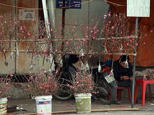 Đào Nhật Tân nở muộn, người trồng xót xa cắt bỏ - 16