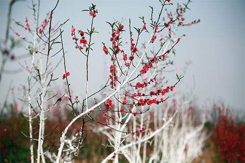 Đào Nhật Tân nở muộn, người trồng xót xa cắt bỏ - 4