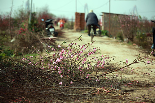 Đào Nhật Tân nở muộn, người trồng xót xa cắt bỏ - 17