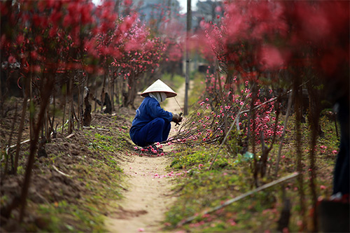 Đào Nhật Tân nở muộn, người trồng xót xa cắt bỏ - 11