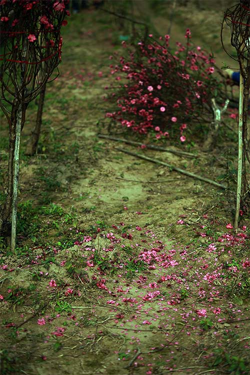 Đào Nhật Tân nở muộn, người trồng xót xa cắt bỏ - 9