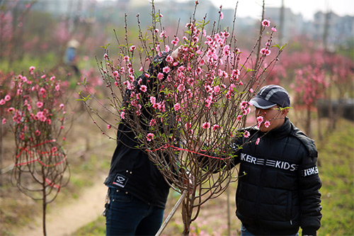 Đào Nhật Tân nở muộn, người trồng xót xa cắt bỏ - 12