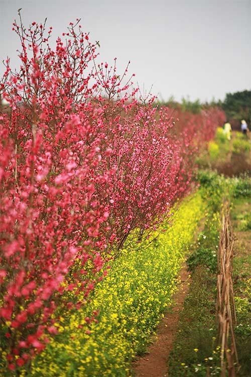 Đào Nhật Tân nở muộn, người trồng xót xa cắt bỏ - 3