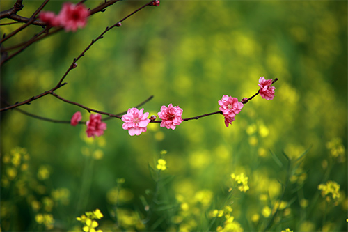 Đào Nhật Tân nở muộn, người trồng xót xa cắt bỏ - 6