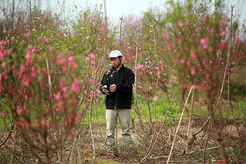 Đào Nhật Tân nở muộn, người trồng xót xa cắt bỏ - 7