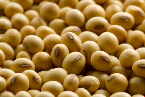 Bảy món ăn bổ dưỡng nhưng dễ gây dị ứng nhất - 2
