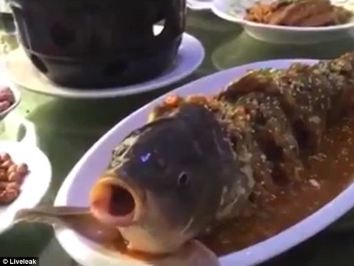 Kì lạ: Cá đã nấu chín vẫn có thể há mồm uống rượu - 2
