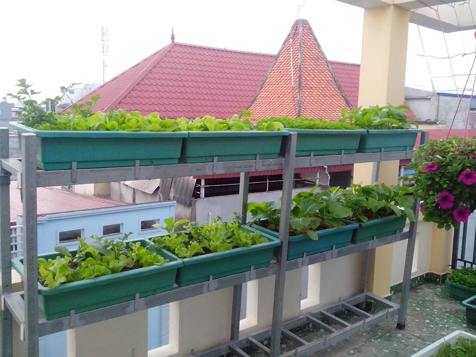 Vườn rau tốt um của những ông bố Việt quot;vạn người mêquot; - 14