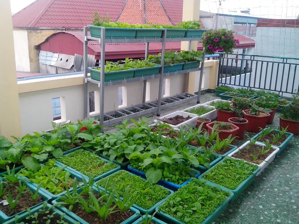 Vườn rau tốt um của những ông bố Việt quot;vạn người mêquot; - 13