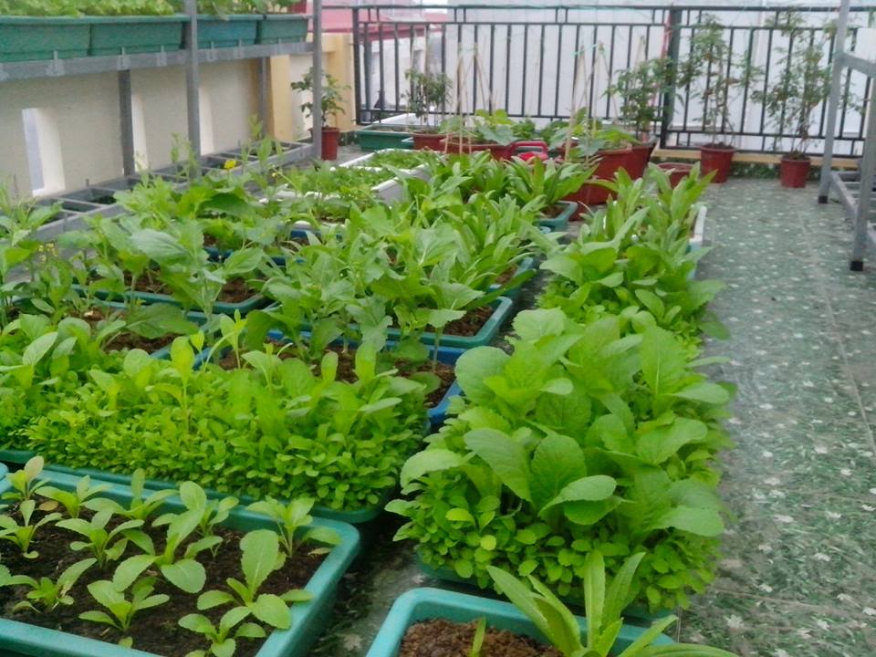Vườn rau tốt um của những ông bố Việt quot;vạn người mêquot; - 15