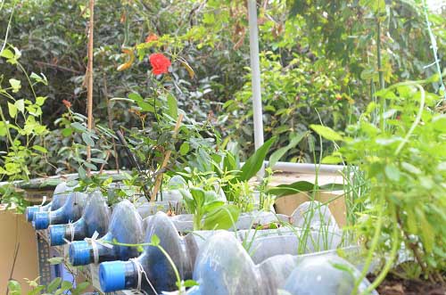 Bất ngờ vườn thực vật bằng vật liệu tái chế của học sinh - 3