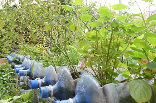 Bất ngờ vườn thực vật bằng vật liệu tái chế của học sinh - 4