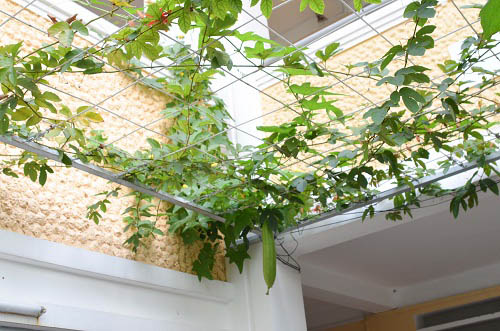 Bất ngờ vườn thực vật bằng vật liệu tái chế của học sinh - 5