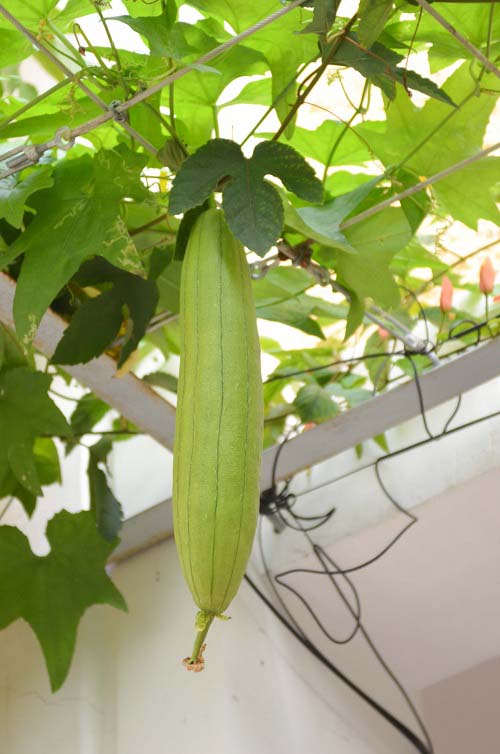 Bất ngờ vườn thực vật bằng vật liệu tái chế của học sinh - 6