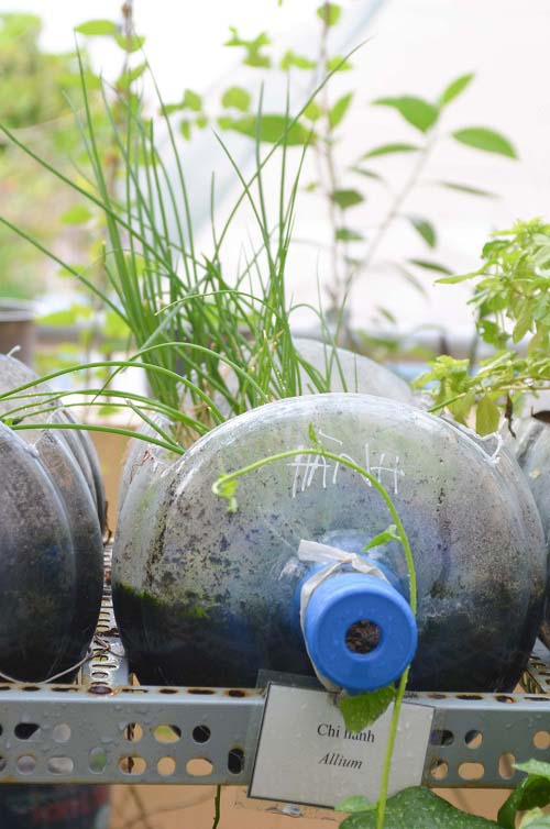 Bất ngờ vườn thực vật bằng vật liệu tái chế của học sinh - 7