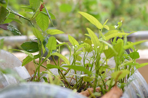 Bất ngờ vườn thực vật bằng vật liệu tái chế của học sinh - 9