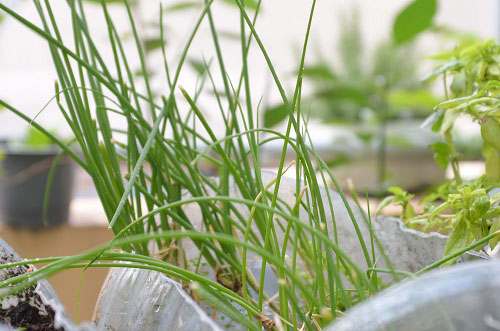 Bất ngờ vườn thực vật bằng vật liệu tái chế của học sinh - 8