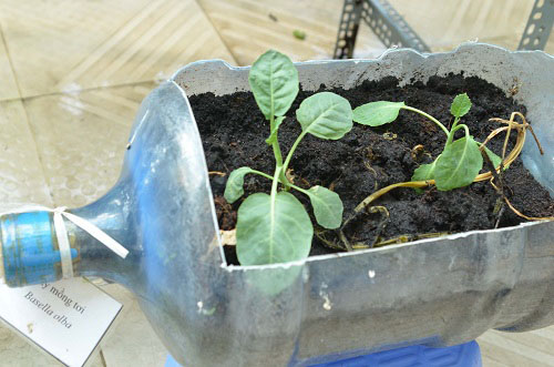 Bất ngờ vườn thực vật bằng vật liệu tái chế của học sinh - 10