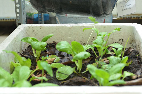 Bất ngờ vườn thực vật bằng vật liệu tái chế của học sinh - 11