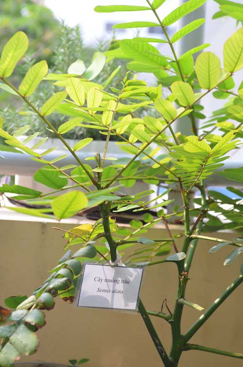 Bất ngờ vườn thực vật bằng vật liệu tái chế của học sinh - 12