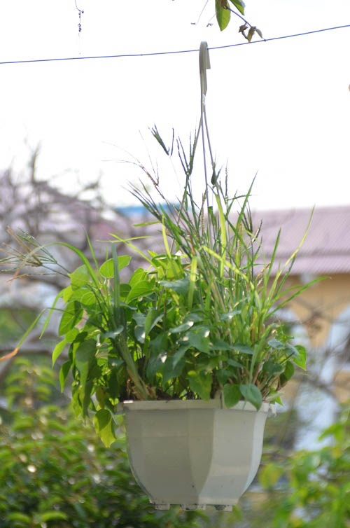 Bất ngờ vườn thực vật bằng vật liệu tái chế của học sinh - 14