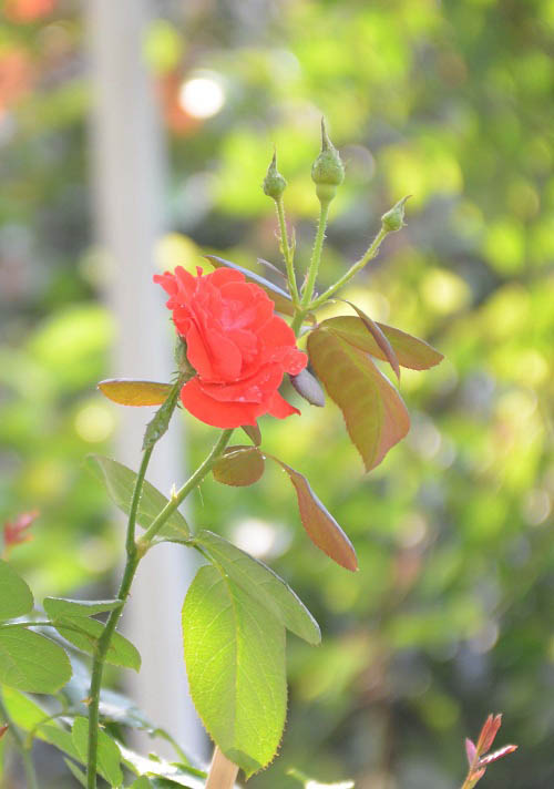 Bất ngờ vườn thực vật bằng vật liệu tái chế của học sinh - 13